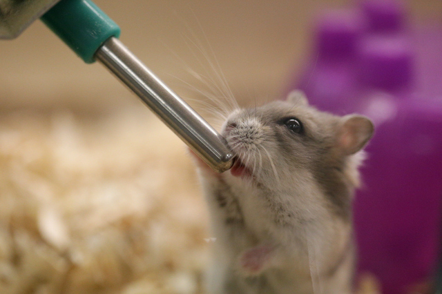 ロイテリ菌を添加した水を断続的に飲ませることで症状が改善した photo by gettyimages