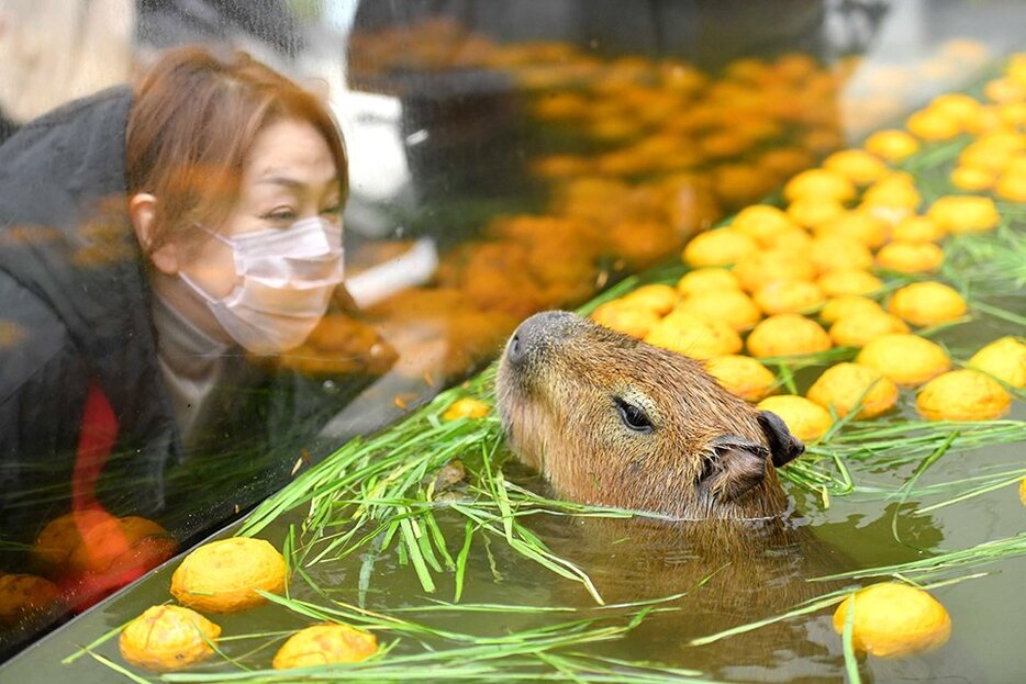 ゆず風呂を堪能するカピバラ＝各務原市川島笠田町、世界淡水魚園水族館アクア・トトぎふ