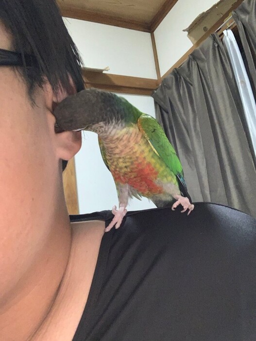 耳の中にくちばしを突っ込むインコ（インコ丸氏さん提供）