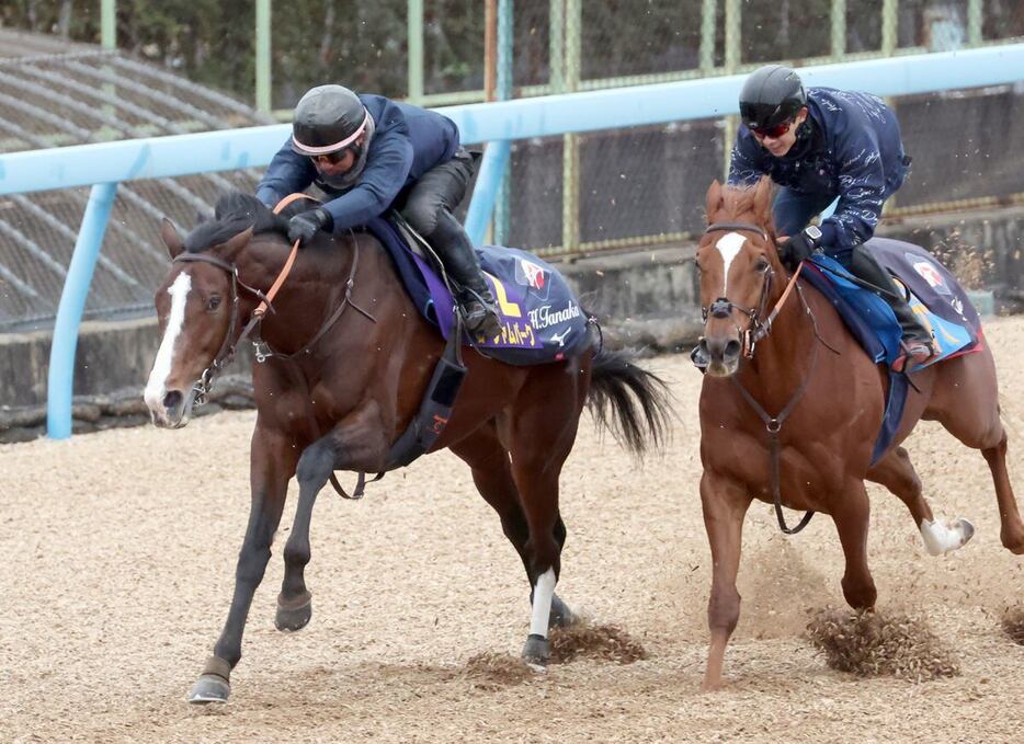 美浦Wコースで6ハロン83秒9－11秒4を馬なりでマークしたローシャムパーク（左）＝美浦トレセン（撮影・塩浦孝明）