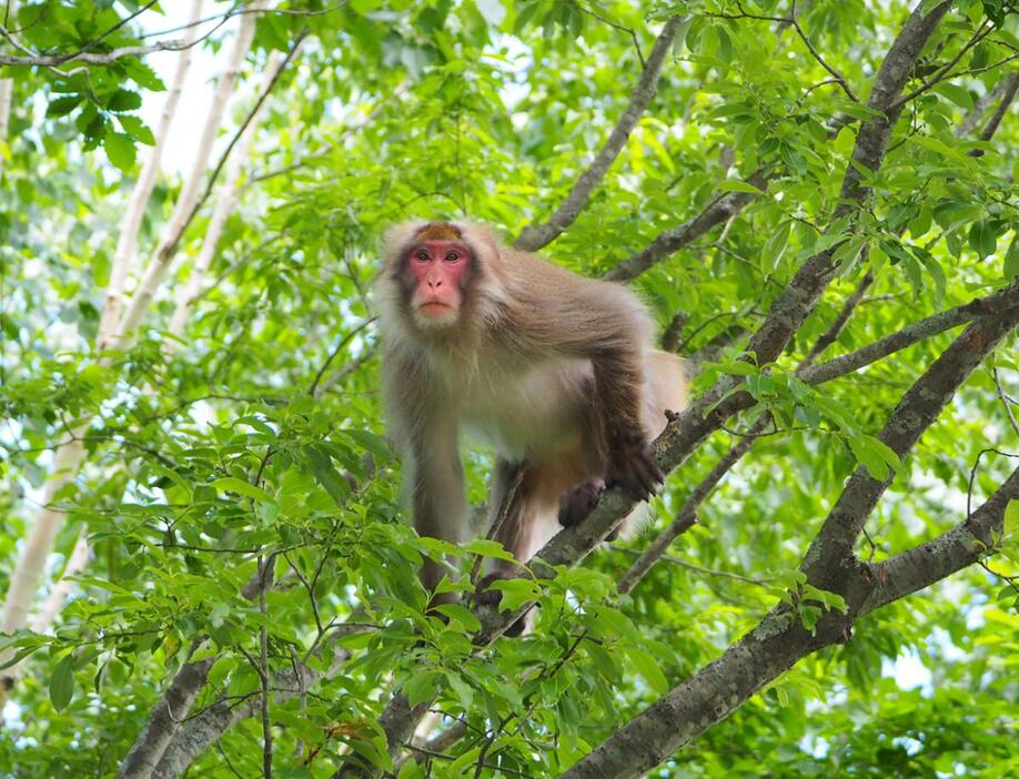 写真は市内のサルとは別のサル