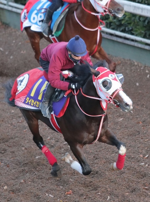 16番枠からのスタートとなるサウジアラビアRCの2着馬タイセイカレント