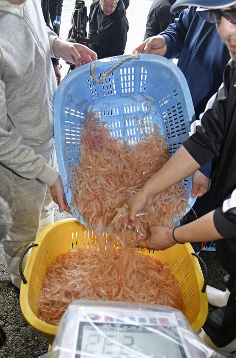 新湊漁港に水揚げされたシロエビ＝4月、富山県射水市