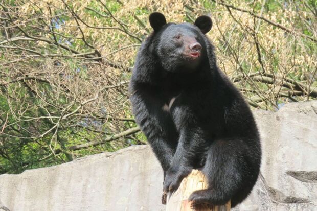 クマ出没のニュースが絶えない（写真はイメージです）