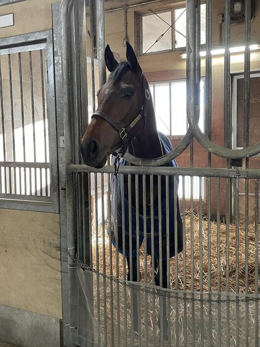 64年ぶり3歳牝馬の有馬記念制覇から一夜明けて馬房でくつろぐレガレイラ