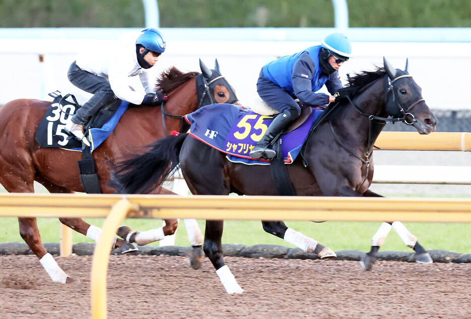 CWコースを併せ馬で追い切るシャフリヤール（右）