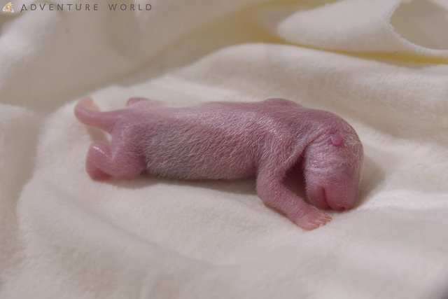 パーク最小の75グラムで生まれた彩浜(1日齢)　提供:アドベンチャーワールド