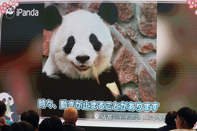 イベントで流された、現在のパンダファミリーの映像。こちらは桜浜(筆者撮影)