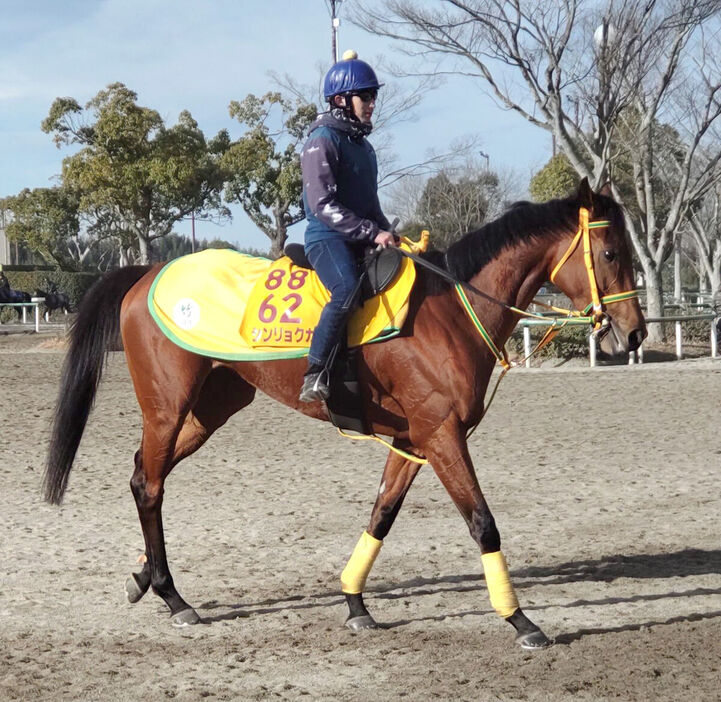 木幡初也騎手が騎乗し追い切りを終えたシンリョクカ