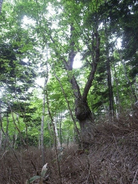 トウゲの沢に残る巨木