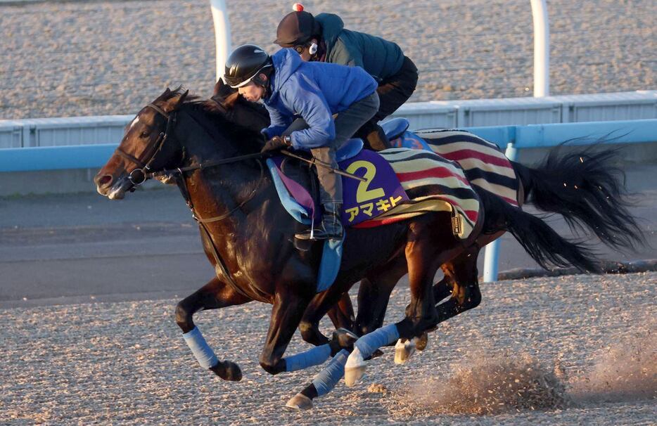 パラレルヴィジョン（内）と併せ馬を行ったアマキヒ＝美浦トレセン（撮影・塩浦孝明）