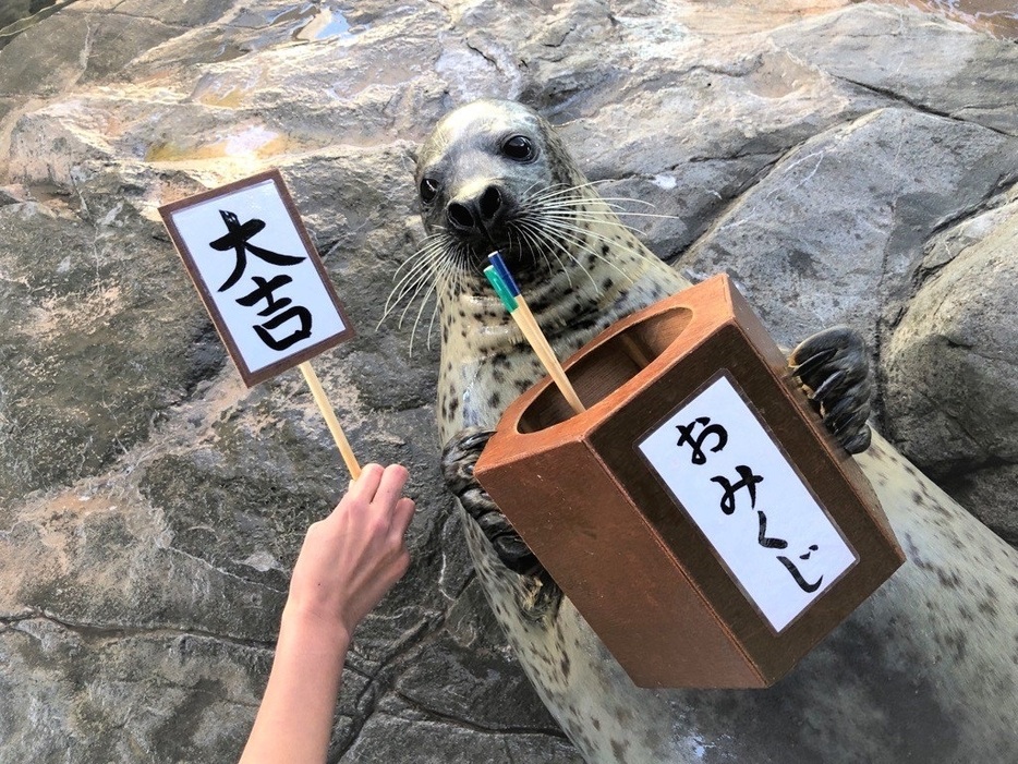 「しながわ水族館」がお正月をテーマにさまざまなイベントを開催　アザラシやイルカ、アシカも大活躍