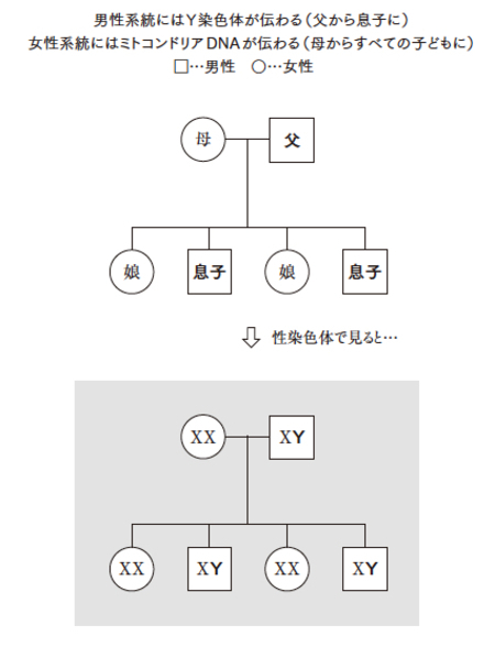 図「Y染色体とミトコンドリアDNA」