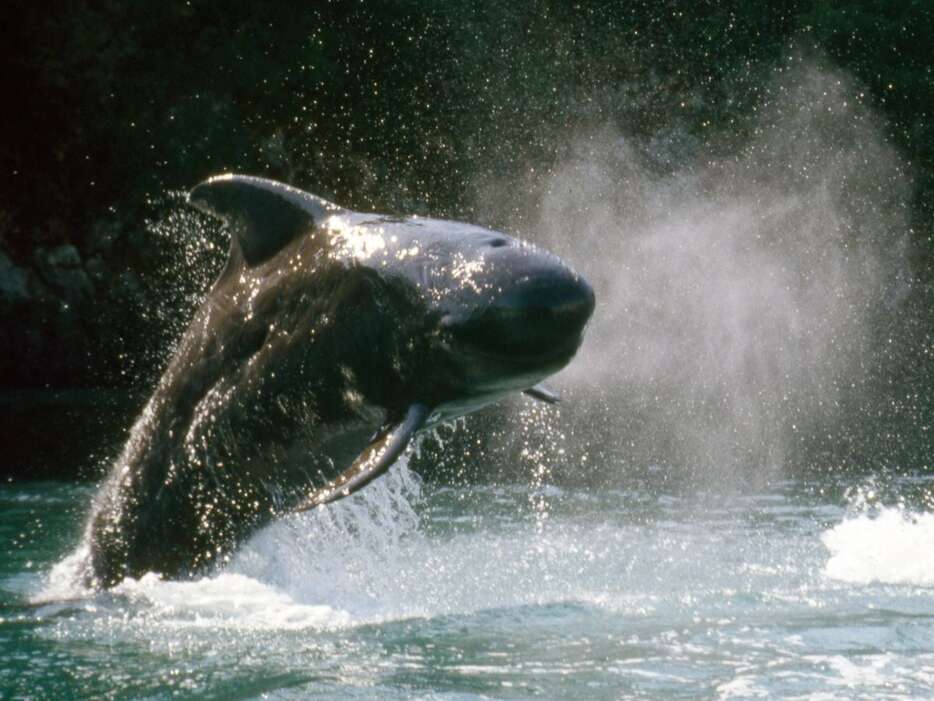 クジラショーでジャンプをするコビレゴンドウのゴンタ＝平成7年、和歌山県太地町