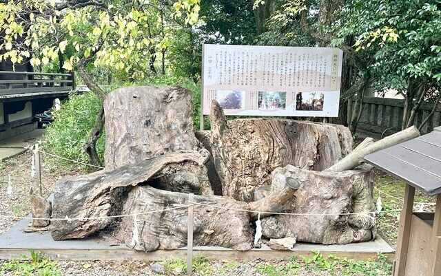 切り株の大きさから、以前はどれだけ立派な姿だったかしのばれます