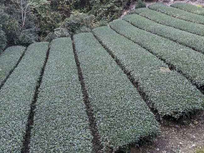 新茶の時期は、煎茶が4月下旬、玉露が5月下旬、抹茶が6月下旬ごろ