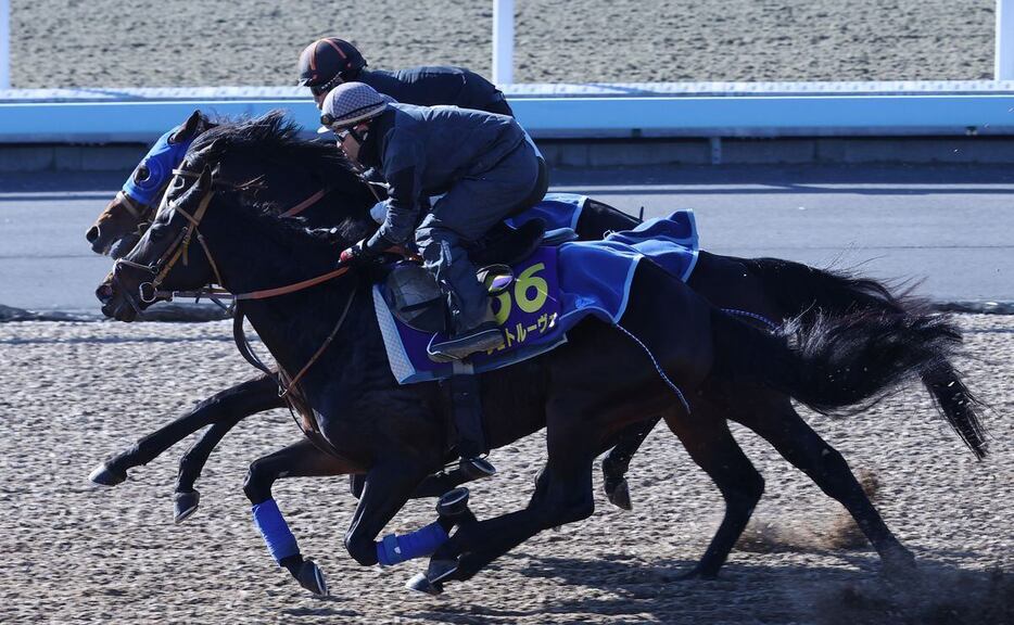 状態は上がっているシュトルーヴェ（手前）＝美浦トレセン（撮影・萩原悠久人）