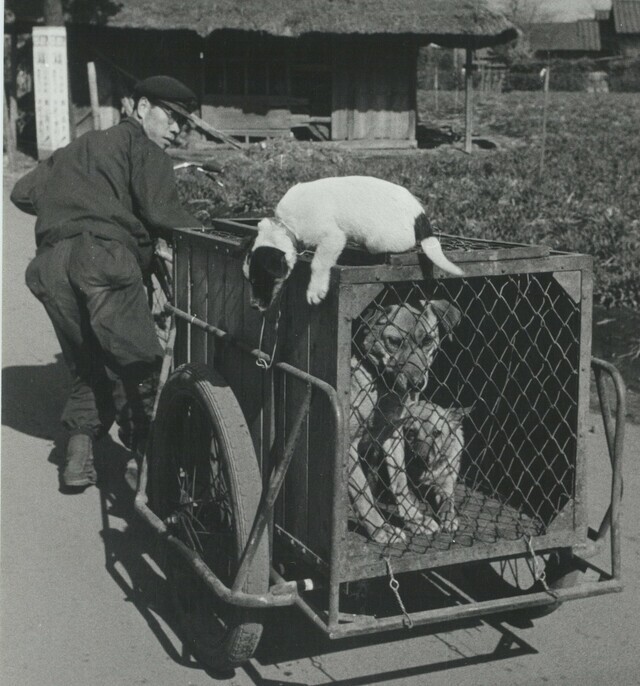 終戦後の野犬狩り。劇中にはまさにこのとおりの光景が出てくる　Photo/ 講談社写真資料部