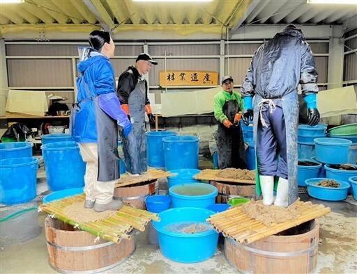 クズの根を踏む熊川葛振興会のメンバーら=福井県若狭町熊川