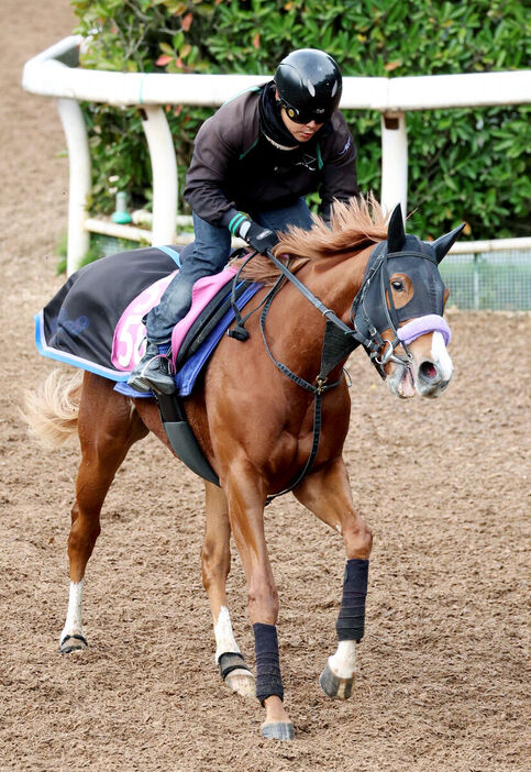 阪神ＪＦ４勝目を狙う須貝厩舎が送り出すクリノメイ