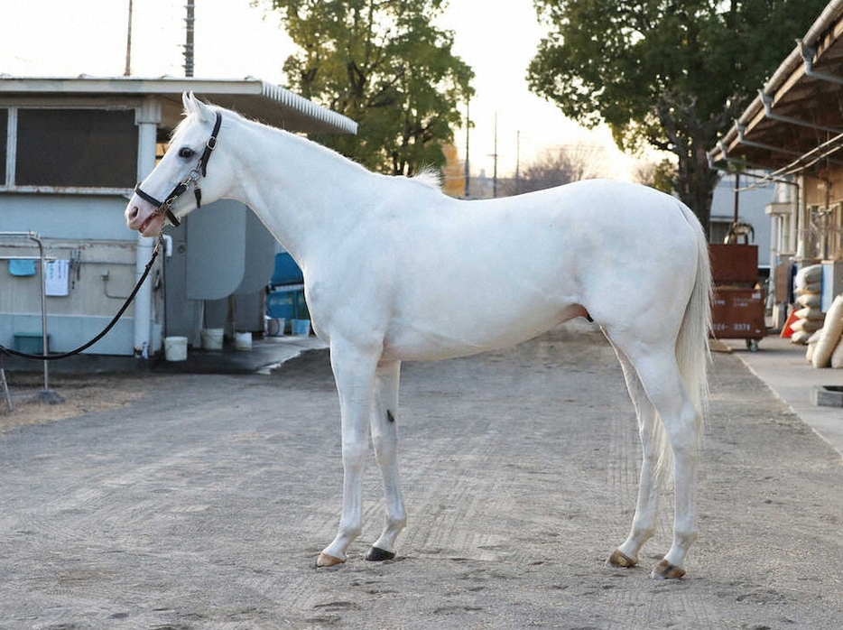 ＜有馬記念・馬体診断＞ハヤヤッコ