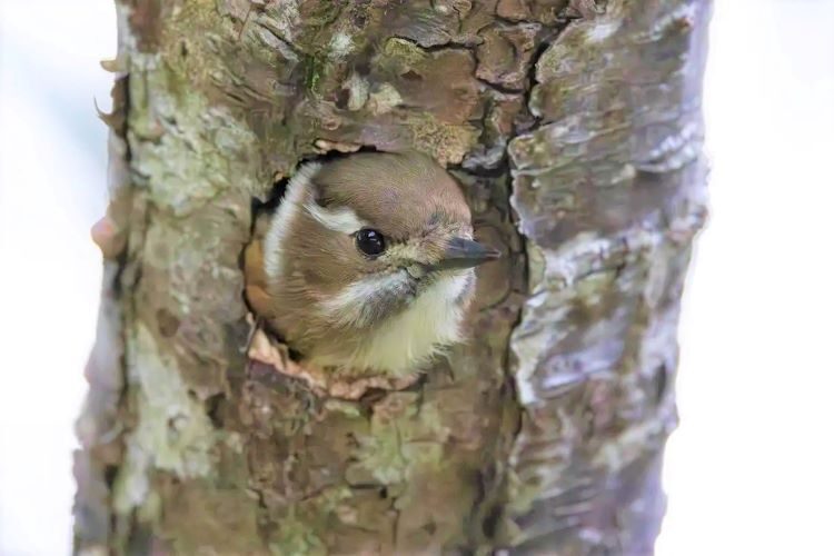 寒さを防ぐために掘ったねぐらから、顔を出すリュウキュウコゲラ＝24日、名護岳（細川太郎さん提供）