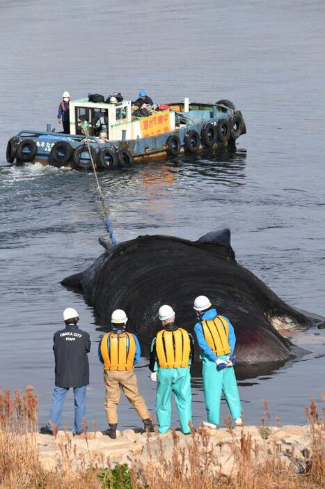 淀川の岸辺から曳航されるクジラの死骸＝令和５年１月、大阪市此花区