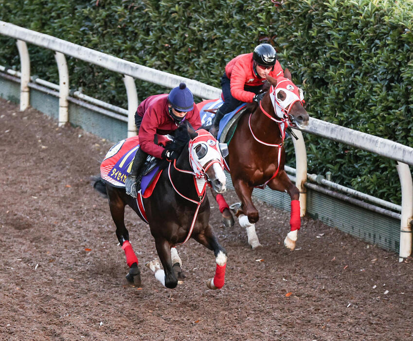 坂路を併せ馬で追い切るタイセイカレント（手前）