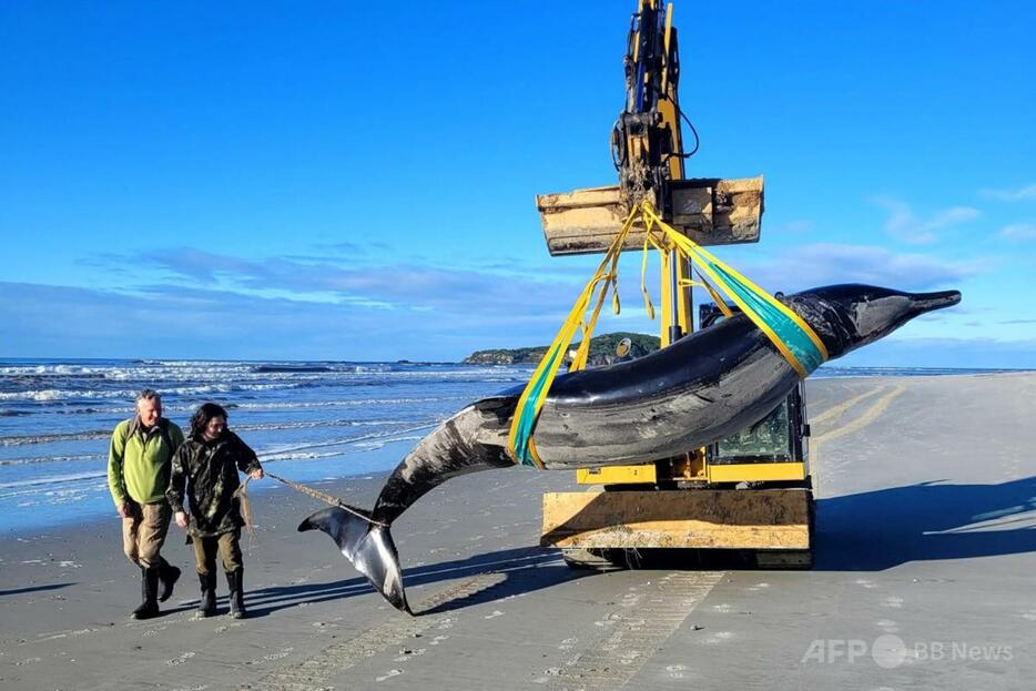 ニュージーランド・オタゴ地方南部の河口付近で見つかったバハモンドオウギハクジラのものとみられる死骸。自然保護省提供（2024年7月5日撮影、16日提供）。【翻訳編集】 AFPBB News