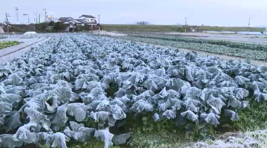 福岡・久留米市(20日午前7時ごろ)