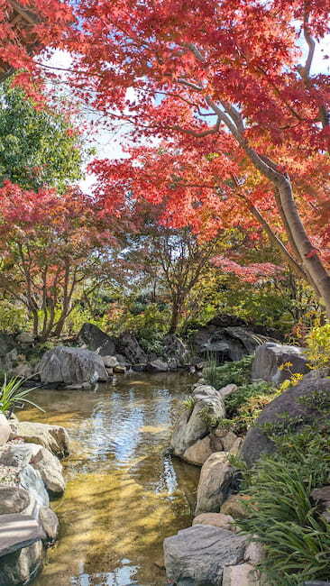 モミジをはじめ数十種類の植物が彩る庭園