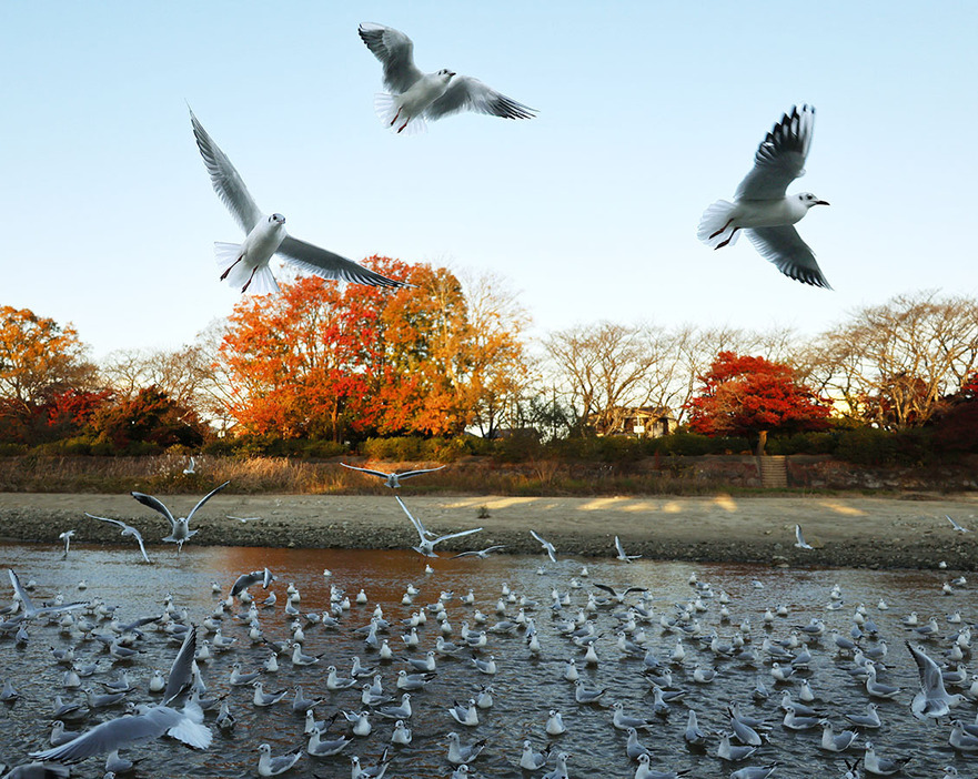 紅葉した木々を背景に飛び立つユリカモメ＝内五曲町で