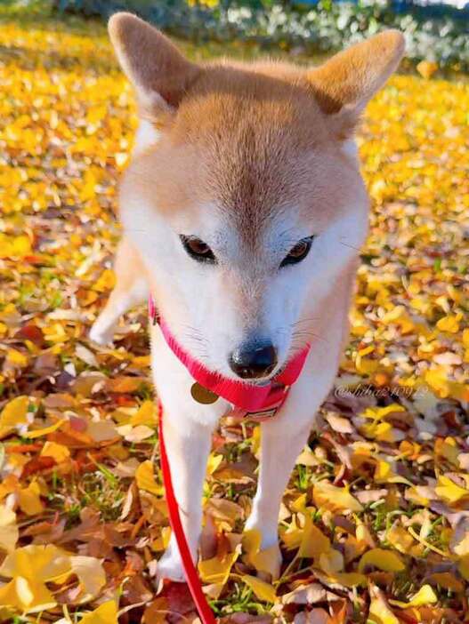 一点を見つめたま固まってしまったももちゃん【写真提供：柴犬もも（@shiba210912）さん】