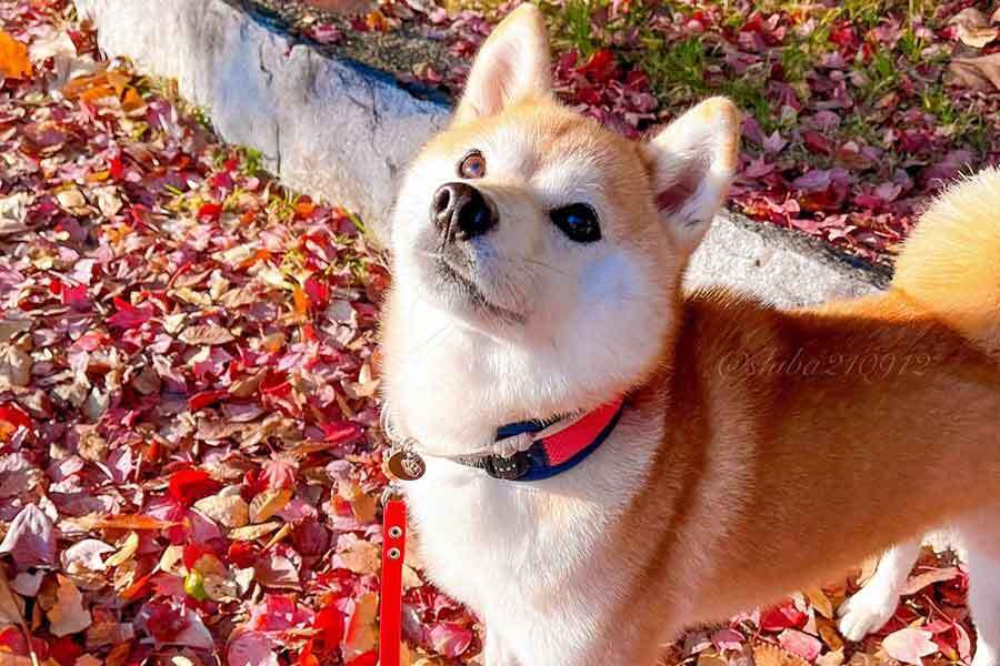 真っ赤な紅葉の中、佇んでいるももちゃん【写真提供：柴犬もも（@shiba210912）さん】