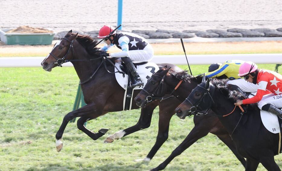 デビュー戦を制したメディテラニアン＝京都競馬場（撮影・安部光翁）