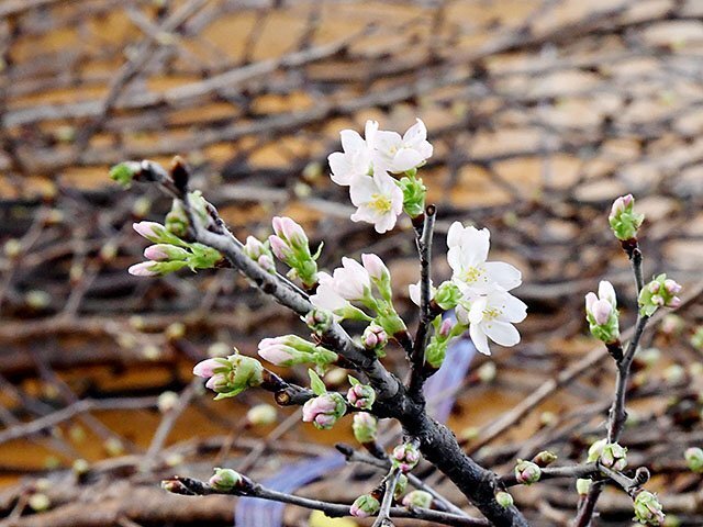 花を咲かせた啓翁桜