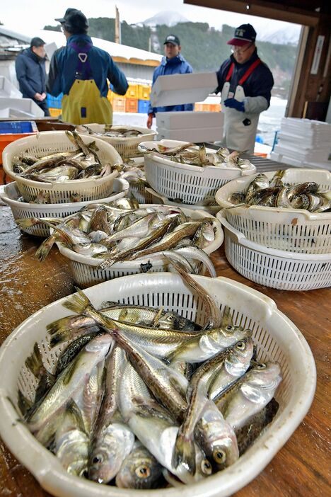 深浦町松神地区に水揚げされたハタハタ＝20日午前