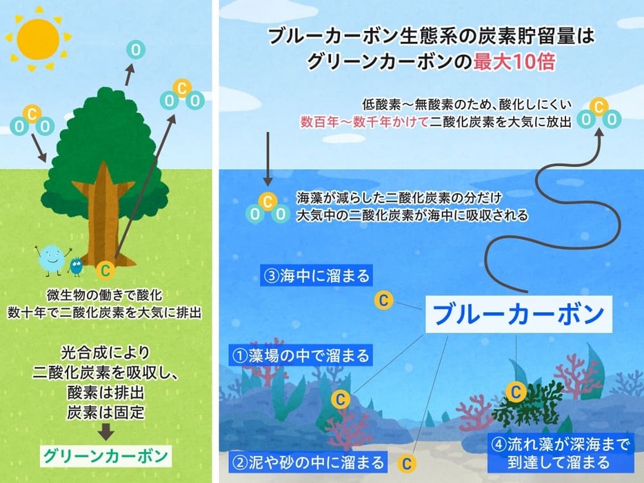 グリーンカーボンとブルーカーボンの特徴。ブルーカーボンは海草・海藻そのものに炭素が溜まるわけではなく、4つの貯留庫が存在する。