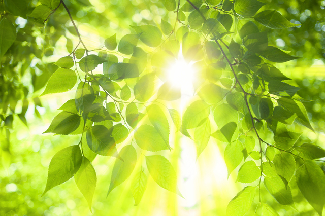 植物は光の色も区別できる photo by gettyimages