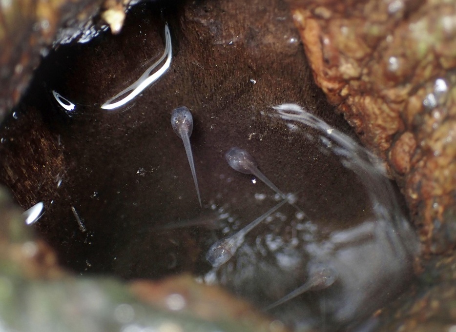 樹上の水たまりで育つアイフィンガーガエルのオタマジャクシ（伊藤文さん提供）