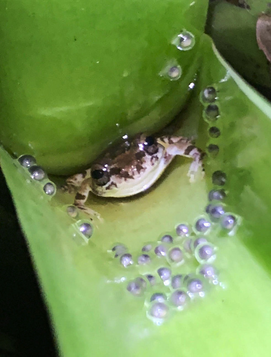 植物の茎にたまった水場で卵を守るアイフィンガーガエルの雄（伊藤文さん提供）