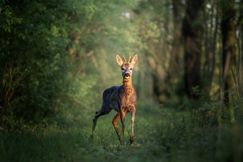 Shutterstock-ALEX_UGALEK　※写真はイメージです