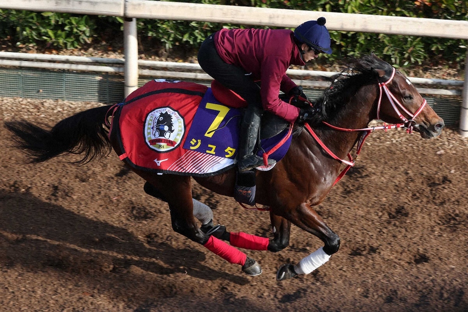 坂井瑠星が騎乗し、坂路で追い切られたジュタ