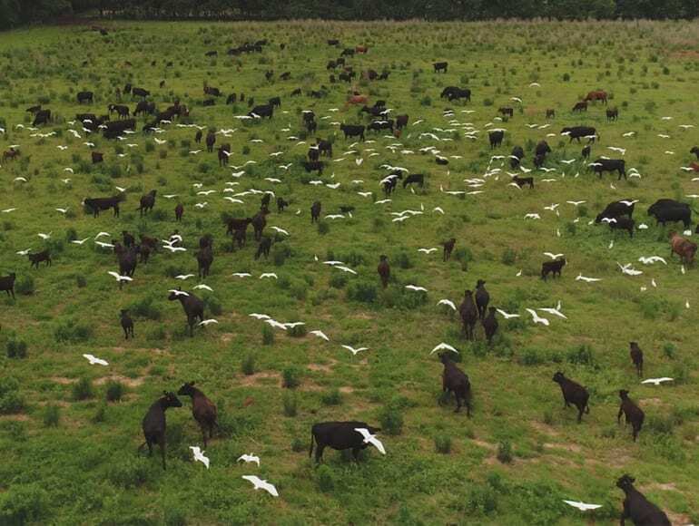 生産性・生物多様性の高い土壌を取り戻した牧草地　(C)White Oak Pastures, Will Harris