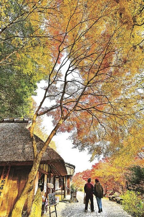 周辺の木々の紅葉が見頃を迎えた「とがの木茶屋」（５日、和歌山県田辺市中辺路町野中で）