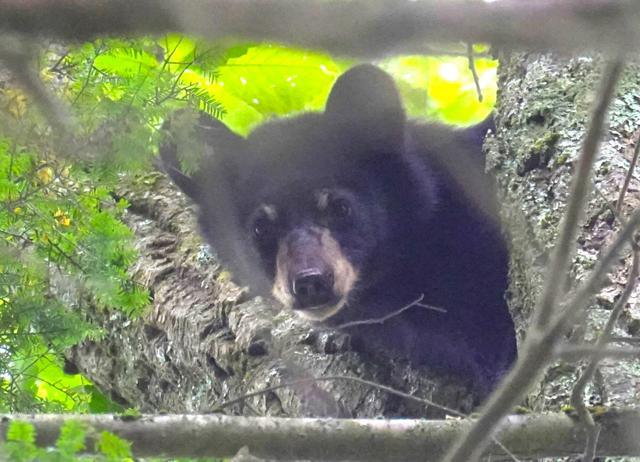 木の上に身を隠して、人間の様子をうかがうアメリカクロクマの子グマ=2024年8月27日、米コネティカット州、伊藤恵里奈撮影