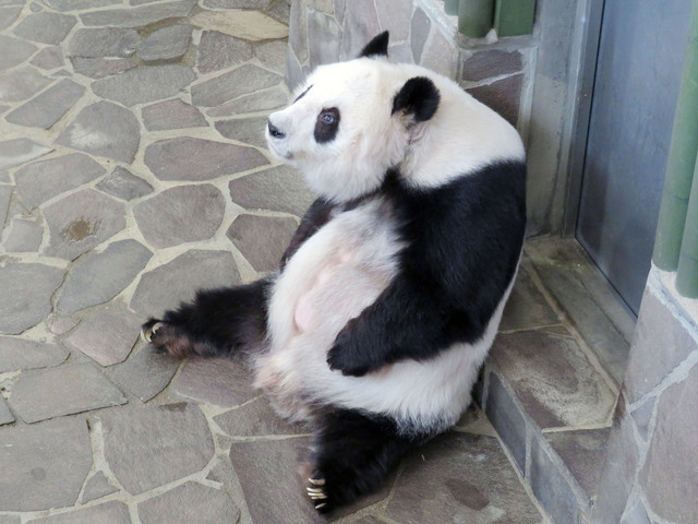 前あしでおなかをトントンとたたいて、リズムをとります　提供:神戸市立王子動物園