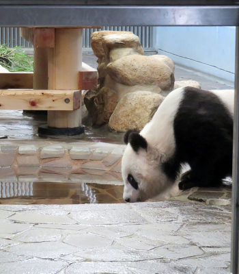 トレーニングルームから隠し撮り　神戸市立王子動物園ツイッターより