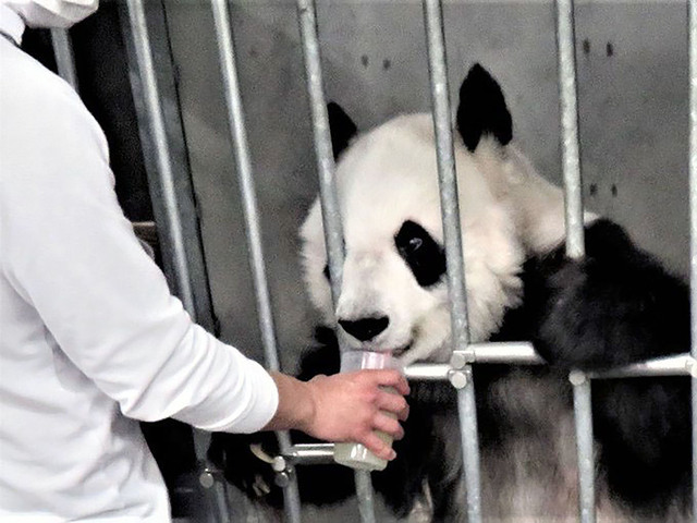 コップから栄養剤を飲むタンタン　神戸市立王子動物園公式ツイッターより