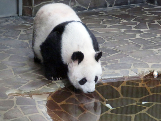 水鏡に映るタンタン　写真提供:神戸市立王子動物園